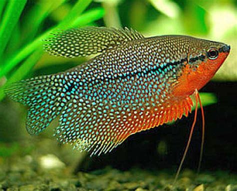 live fish|Amazon.com: Live Freshwater Fish.